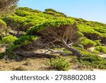 Leaning stone pine tree in a dense coastal pine forest on a dry hillside under clear blue sky in Andalusia, Spain. Natural Mediterranean vegetation with shrubs, sand and green foliage in bright summer daylight.