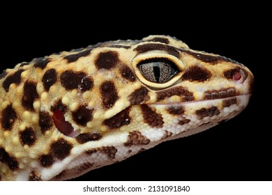 Leaopard Gecko Closeup Head, Leaopard Gecko Front View. Closeup Gecko Face