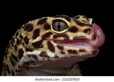 Leaopard Gecko Closeup Head, Leaopard Gecko Front View. Closeup Gecko Face