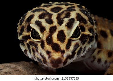 Leaopard Gecko Closeup Head, Leaopard Gecko Front View. Closeup Gecko Face