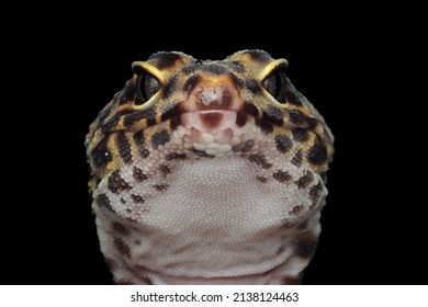 Leaopard Gecko Closeup Head, Leaopard Gecko Front View. Closeup Gecko Face