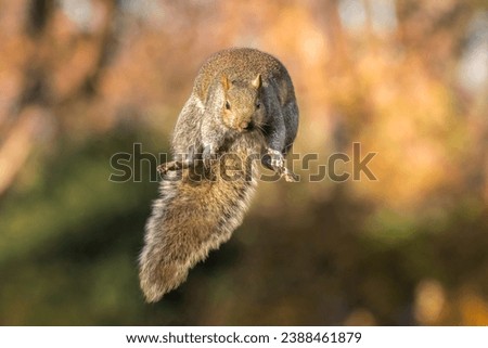 Leap of Faith, Eastern Gray Squirrel (Sciurus carolinensis) makes gigantic jump from its perch. Warm fall colors in the background as the cute fuzzy rodent soars through the air, preparing for landing