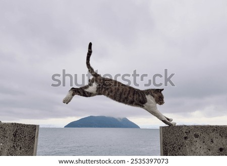 Image, Stock Photo Tiger climbs into the water