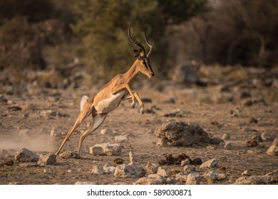 Leaping Impala