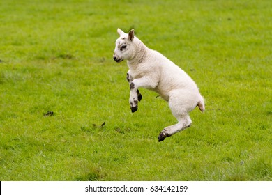 Leaping Lamb with green background.