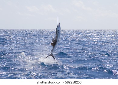 Leaping sailfish