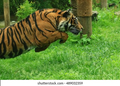 Leaping Tiger 2