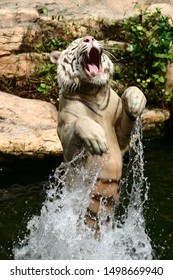 Leaping White Tiger For Food