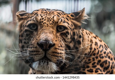  Leapord Spotted At The Great Himalayan National Park