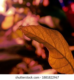 Learn characyer form tree and changes from leaves.