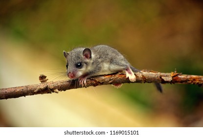 Learning to climb trees and branches is difficult even when your mother is a squirrel. 