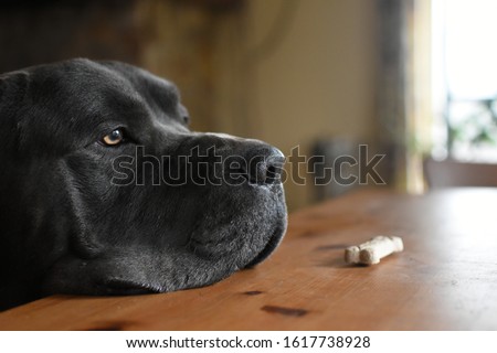 Learning patience and self control: Cane Corso dog looking past biscuit on dining room kitchen table, obedience training and waiting for treats.