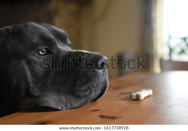 Learning patience and self control: Cane Corso\
dog looking past biscuit on dining room kitchen table, obedience\
training and waiting for\
treats.