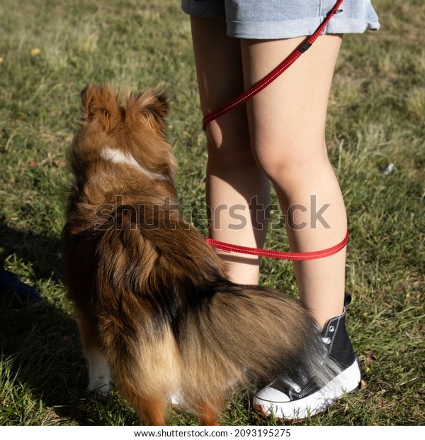 Leash training for dogs\
conceptual photo.  Puppy obedience class behavior training. Dog\
Preschool.