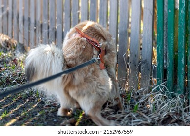 A Leashed Dog Pooping Next To A Neighbour Fence, Daylight Shot, Concept Of Bad Manners 