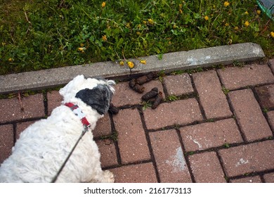 A Leashed Dog Sniffing Animal Poo On The Ground, Outdoor Shot