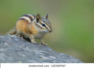 Little Chipmunk Twitch