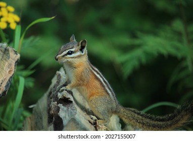 Least chipmunk on log with yellow flower