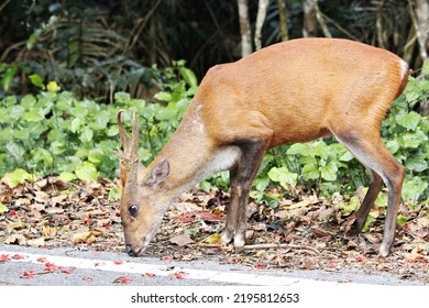 Least Concern Northern Red Muntjac Or Muntiacus Vaginalis