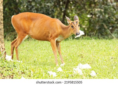 Least Concern Northern Red Muntjac Or Muntiacus Vaginalis