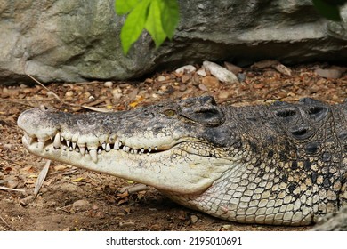 Least Concern Saltwater Crocodile Or Crocodylus Porosus