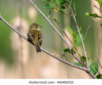 Least Flycatcher