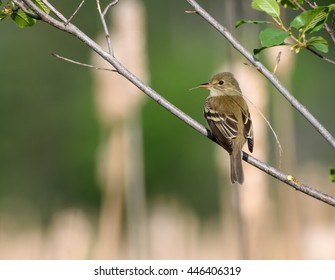 Least Flycatcher