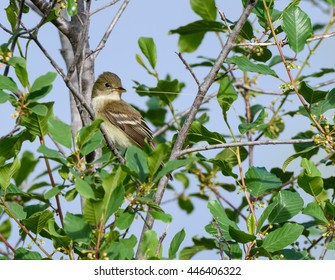 Least Flycatcher