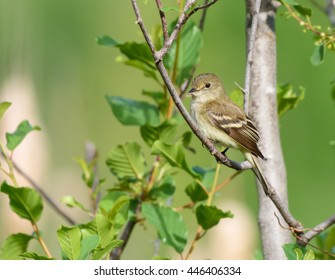 Least Flycatcher