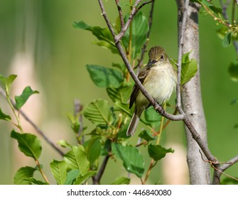 Least Flycatcher