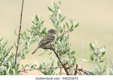 Least Flycatcher