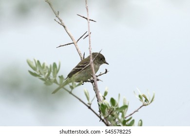 Least Flycatcher