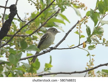 Least Flycatcher