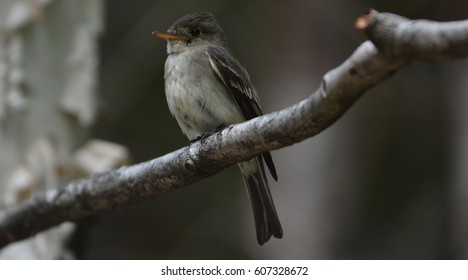 Least Flycatcher