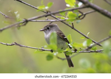 Least Flycatcher