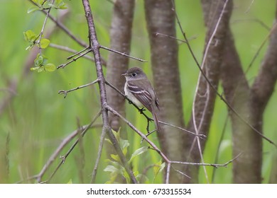 Least Flycatcher