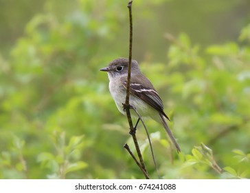 Least Flycatcher