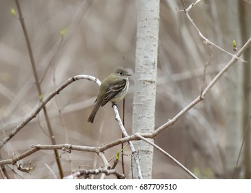 Least Flycatcher