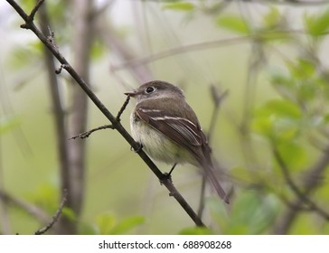 Least Flycatcher