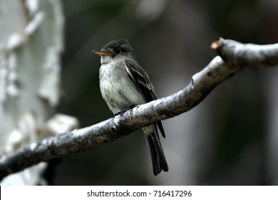 Least Flycatcher