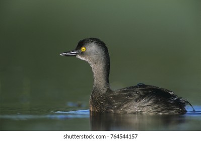 Least Grebe, Tachybaptus Dominicus, Male, Lake Corpus Christi, Texas, USA, June