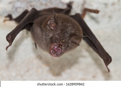 Least Horseshoe Bat (Rhinolophus pusillus),that live in caves Is a nocturnal animal Foul and dirty These bats are a collection of many diseases. And Corona virus.