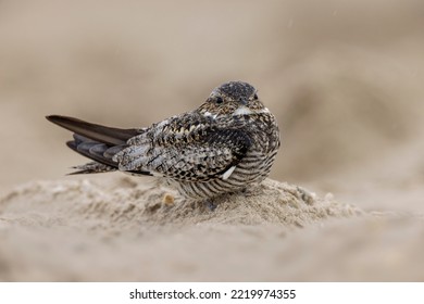 Least Nighthawk Resting On Sandy Beach, South Padre Island, Texas