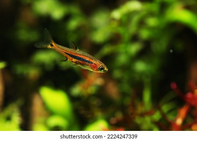 Least Rasbora (Boraras Urophthalmoides) From Central Thailand 