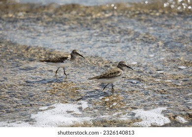 least sandpiper, Calidris minutilla, foraging along the beach in the shallow water