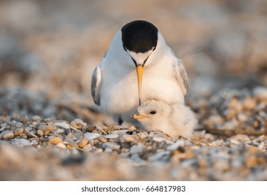 Least Tern