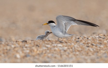 Least Tern Chick 