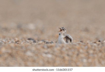 Least Tern Chick 