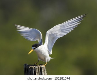 Least Tern In Flight