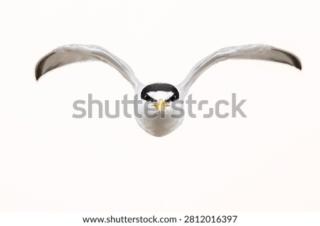 A least tern in flight and flying right towards the camera with angry face. 
